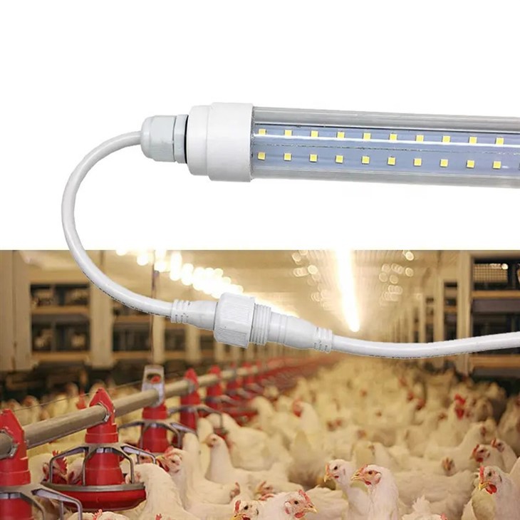 Lampu LED Unggas Dimmer Untuk Peternakan Ayam