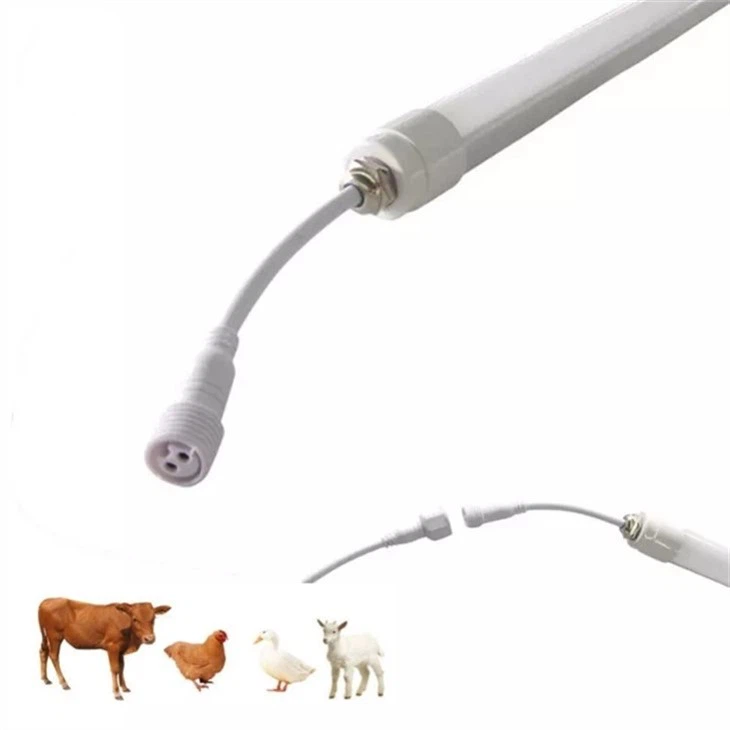 Lampu Pemeliharaan Sapi