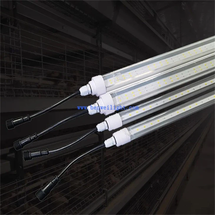 Chicken Roosting Light (3)