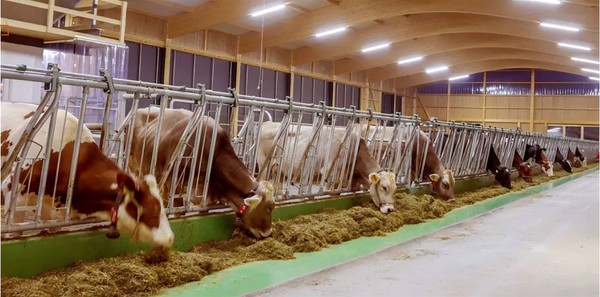 waterproof T8 LED tube light for cattle growth1 waterproof T8 LED tube light for cattle growth1